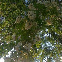 Robinia