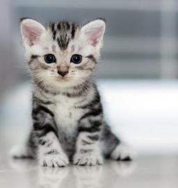 JednaTakaCząsteczka