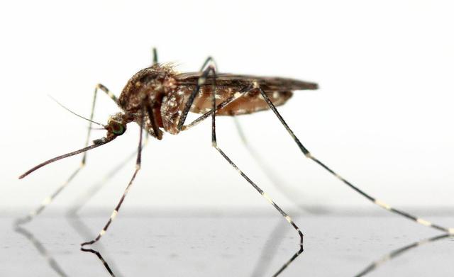 Pomysły na preparaty domowej roboty, które uchronią Cię przed komarami I insektami
