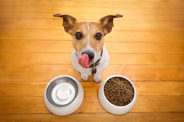 6 zakazanych produktów, których Twój pies nie powinien jeść
