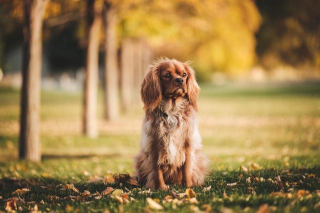 4 rady dla właścicieli psów na jesień - zadbaj o zwierzaka!