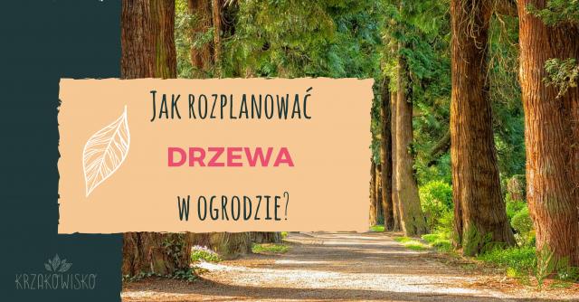 Co powinieneś wiedzieć o rozmieszczeniu drzew w ogrodzie?