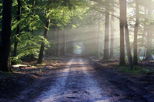 7 rzeczy, na które musisz uważać, wybierając się na spacer do lasu