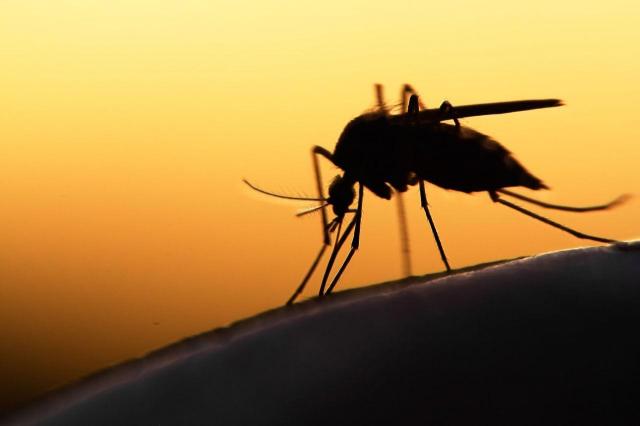 5 sposobów na to, aby pozbyć się komarów z ogrodu