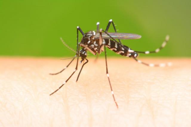 6 prostych sposobów na pozbycie się komarów z mieszkania